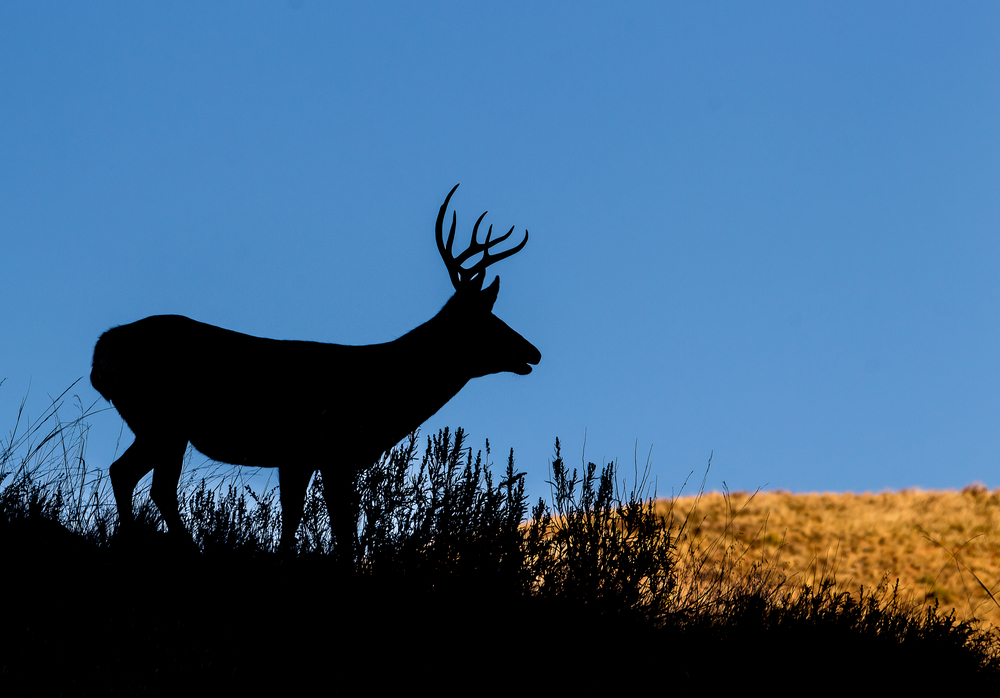 Our Utah Hunting Draw Results Daily Digest